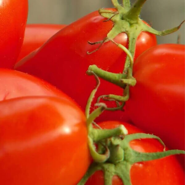 West Coast Seeds Roma Tomato